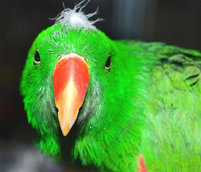 feathery